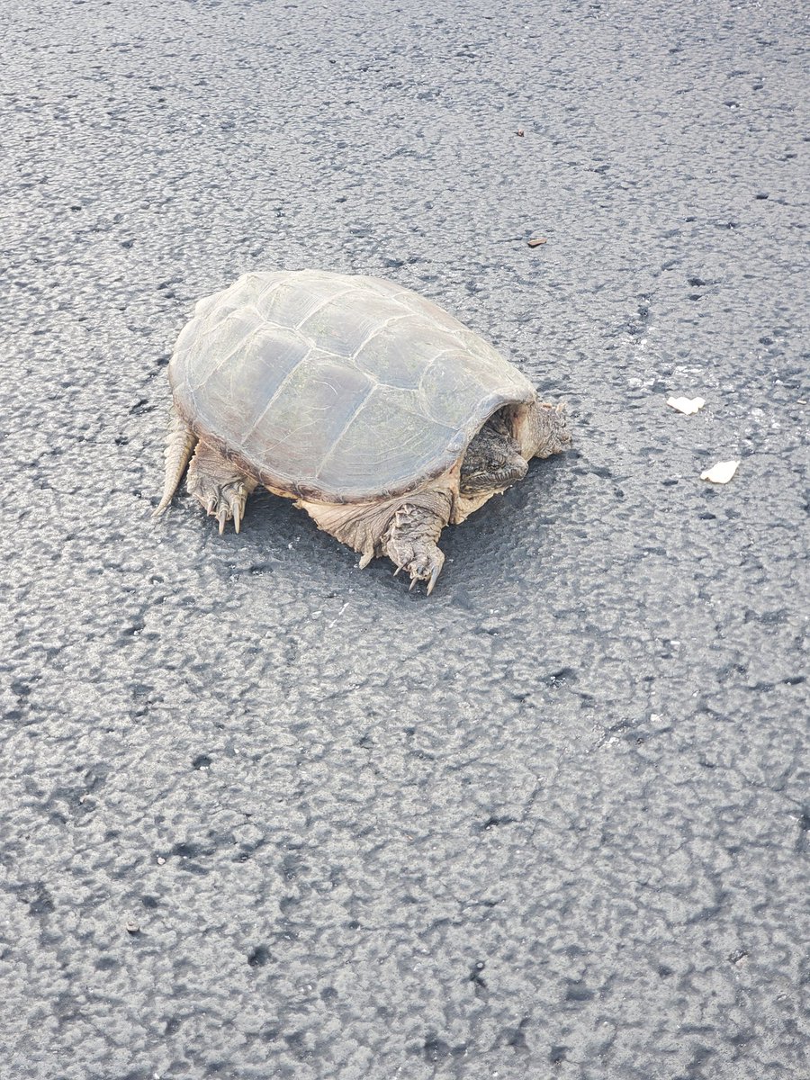 Caught this little buddy chillin in shade in some apartment parking lot while I was out delivering. Wanted to pet it but I like my fingers