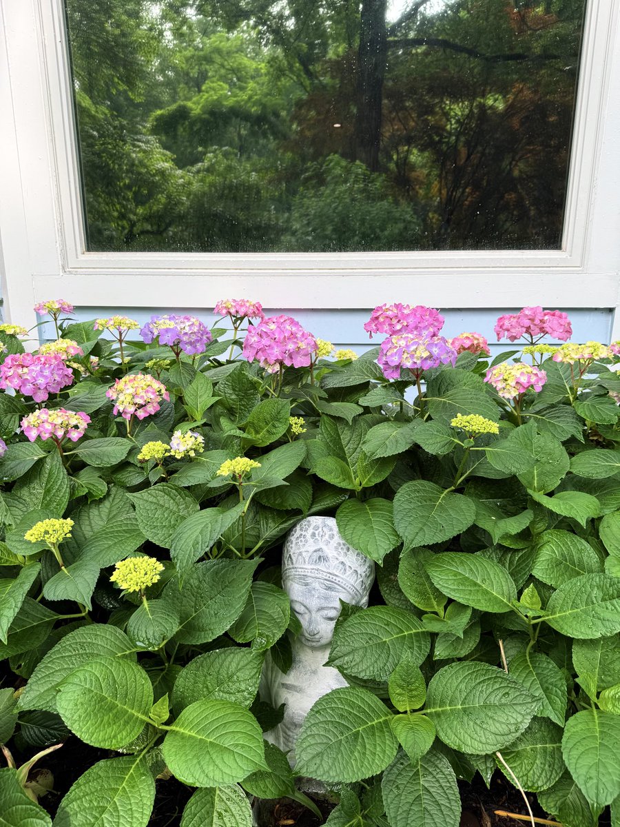 June is when hydrangea visits us.