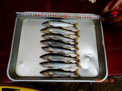 doshi_fishing's tweet photo. 6月8日鮎の試釣り結果についてお伝えします。
上流域
川原畑～神地、善之木については、藻の付きが悪く成育も良くない。今後に期待。
中流域
谷相橋～紅椿温泉にかけては、藻の付きも良く１時間に１０匹位は釣れている。型については１３～１６ｃｍ位が多い。 https://t.co/ydrz8Gb9RL