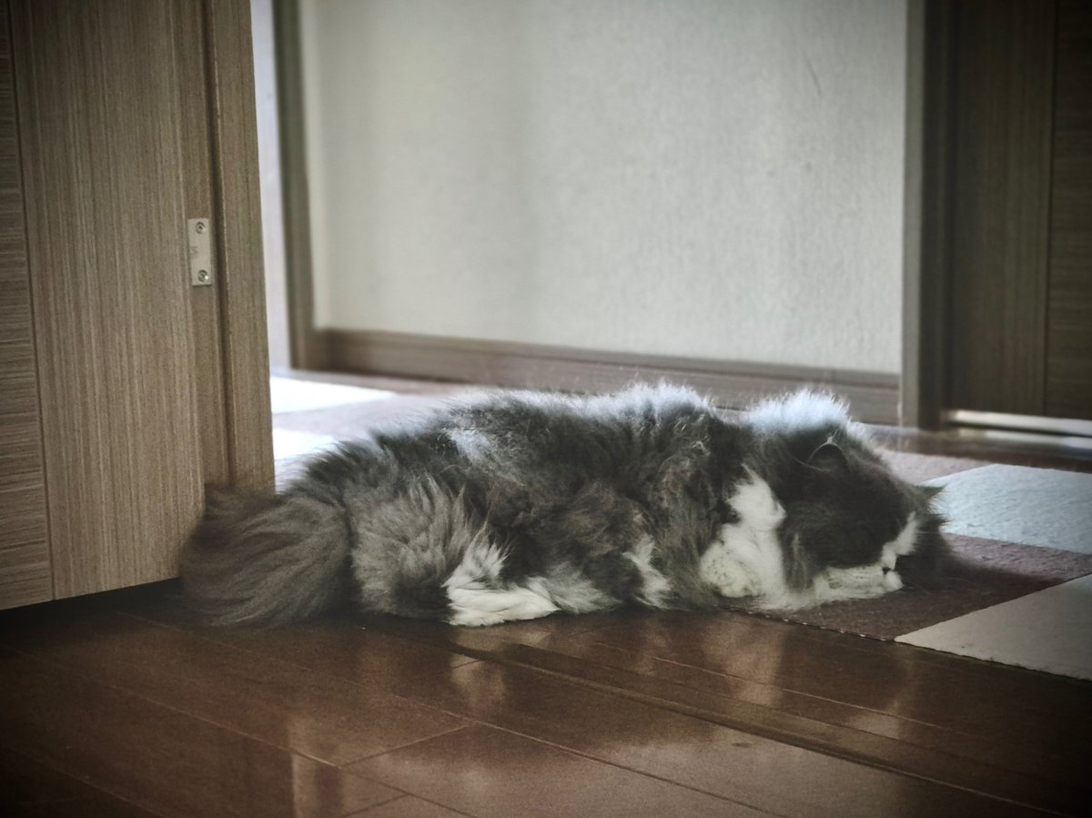 tamanyanko3's tweet image. おはようございます☀️たまさん地方は今週梅雨入りしそうですが今の所晴れています🍀
8度目のうちの子記念日を明日に控えてたまさんも朝からご機嫌の様子🤭💞😸
#ねこ
#猫
#cat