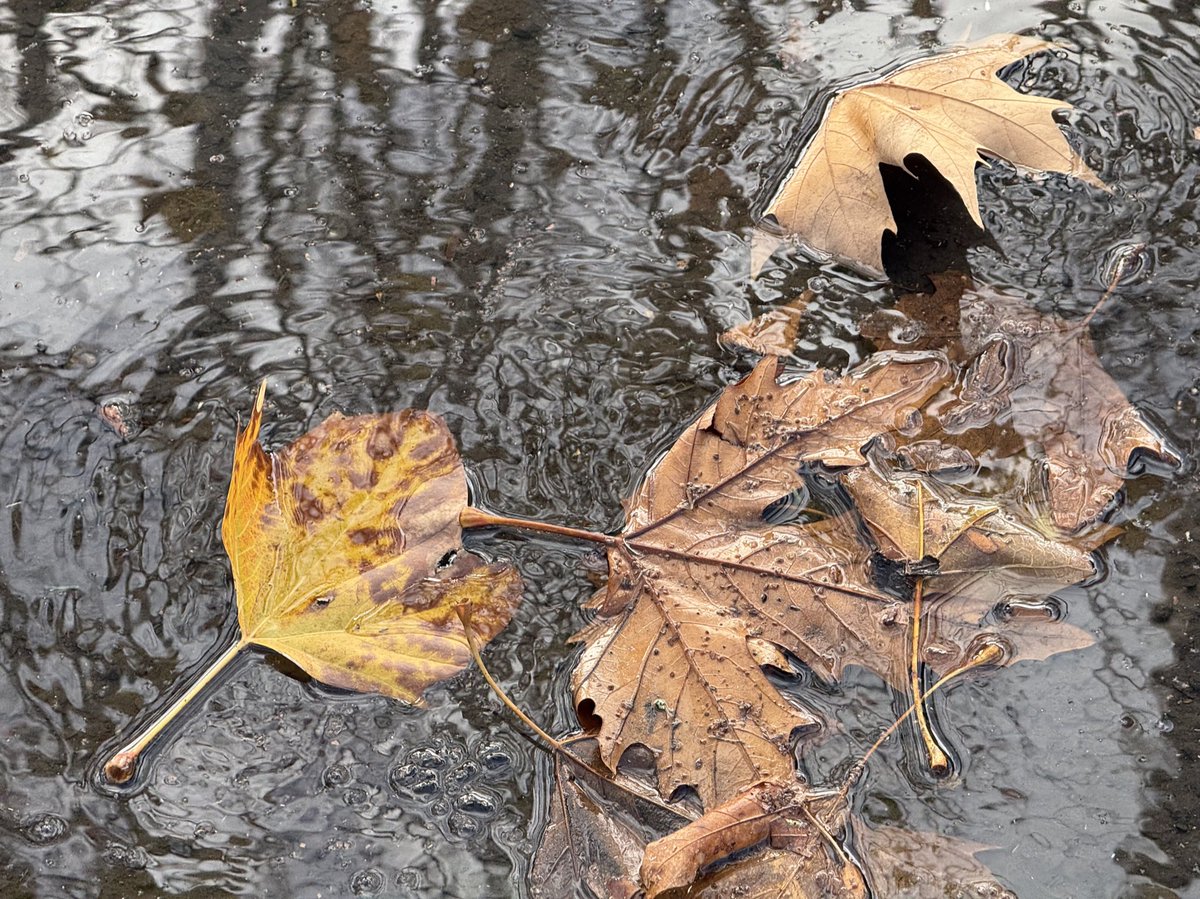 wapple15's tweet photo. #PuddleArt 🍂 https://t.co/sFWIuetlVZ