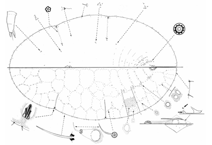 Zootaxa's tweet photo. Revision of the soft scale #genus #Platylecanium (#Hemiptera: #Coccomorpha: #Coccidae), with descriptions of eight #newspecies
#taxonomy
https://t.co/gm8y6Ne8dE https://t.co/sn7rGnun6a