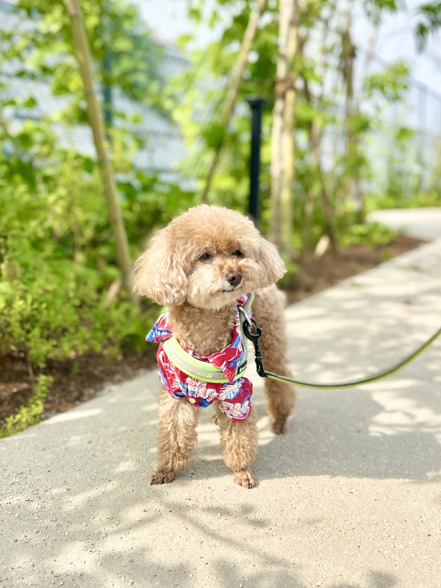 アロハシャツはじめました！
今日も元気にお散歩！
Vamos!
🐶

#トイプードル 
#トイプードル男子 
#犬散歩 
#アロハシャツ
