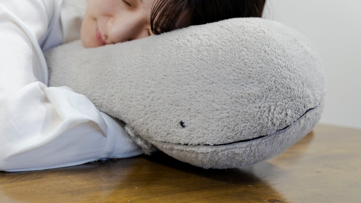 以前ご紹介したオオサンショウウオぬいぐるみ ちょっと大きすぎるよ 以前ご紹介したオオサンショウウオぬいぐるみ ちょっと大きすぎるよ