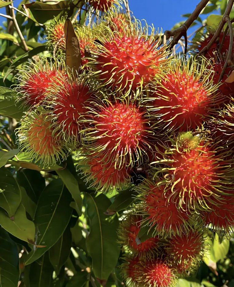 念念花开（互fo） tweet media