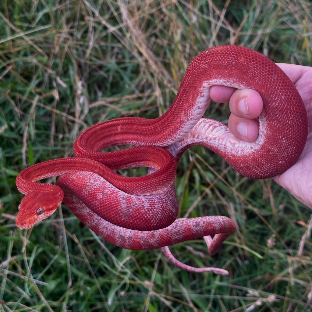 Fresh shed on my girl “Bloodletter”. Isn’t she stunning!!!! 

#amazontreeboa