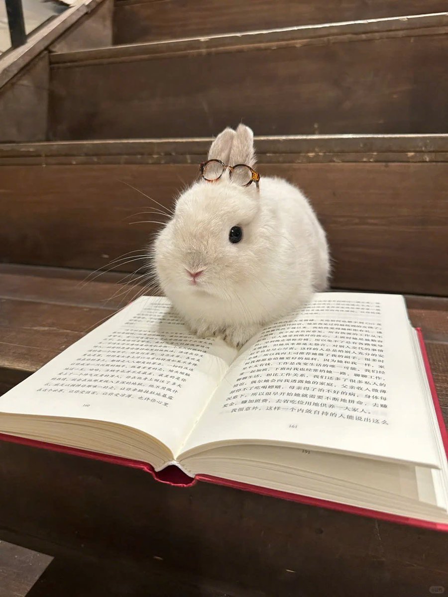 Why you should have a rabbit (@shouldhaverabit) on Twitter photo 