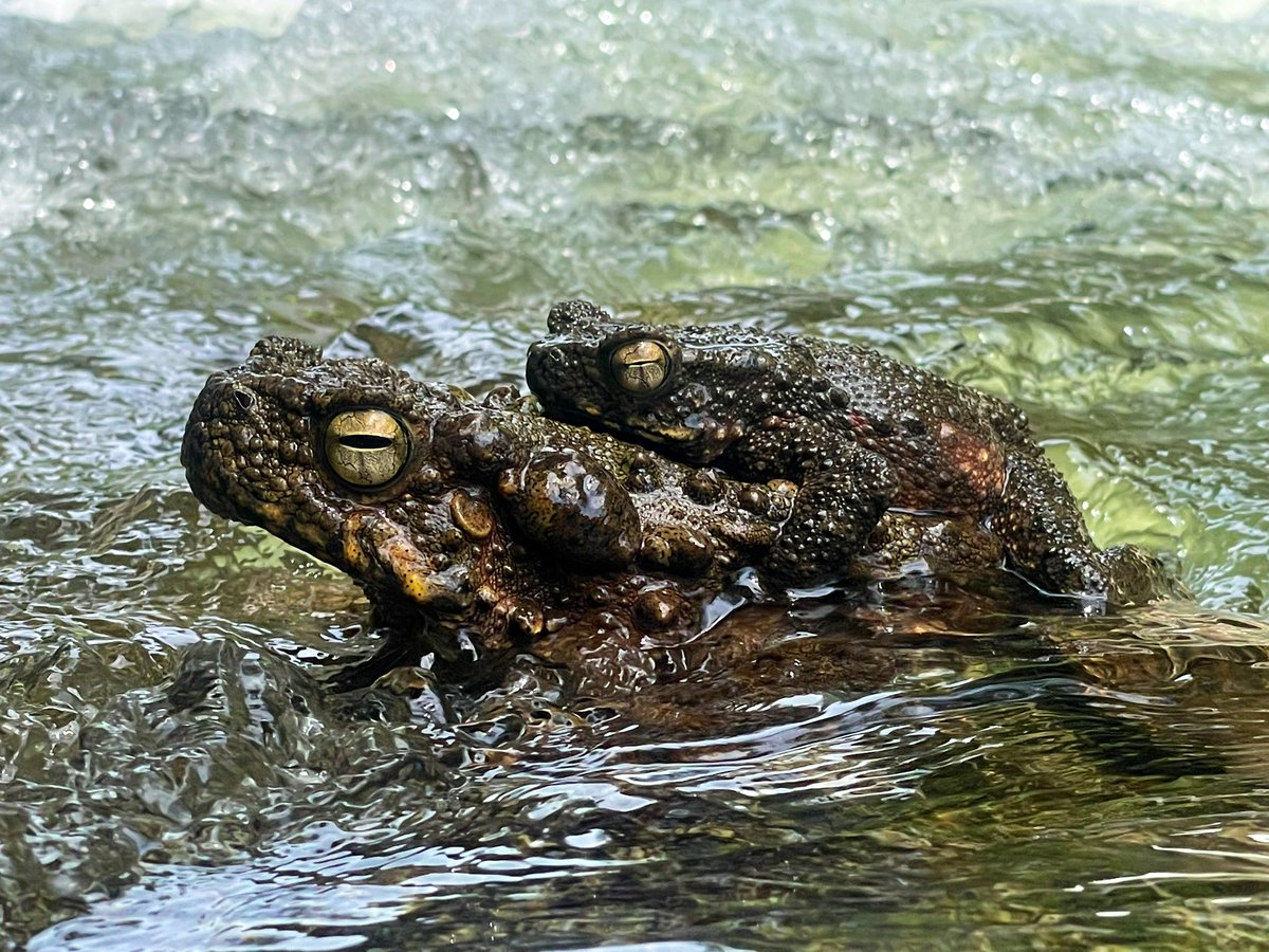 Phrynoidis juxtasper….. betul kan nampak kat KKB hari tu… i igt ni mating season rupanya dierg tak ada seasonal mating season pun…. Atas jantan bawah betina ya…
Disclaimer; im not a herpetologist, so id and info mungkin tak tepat