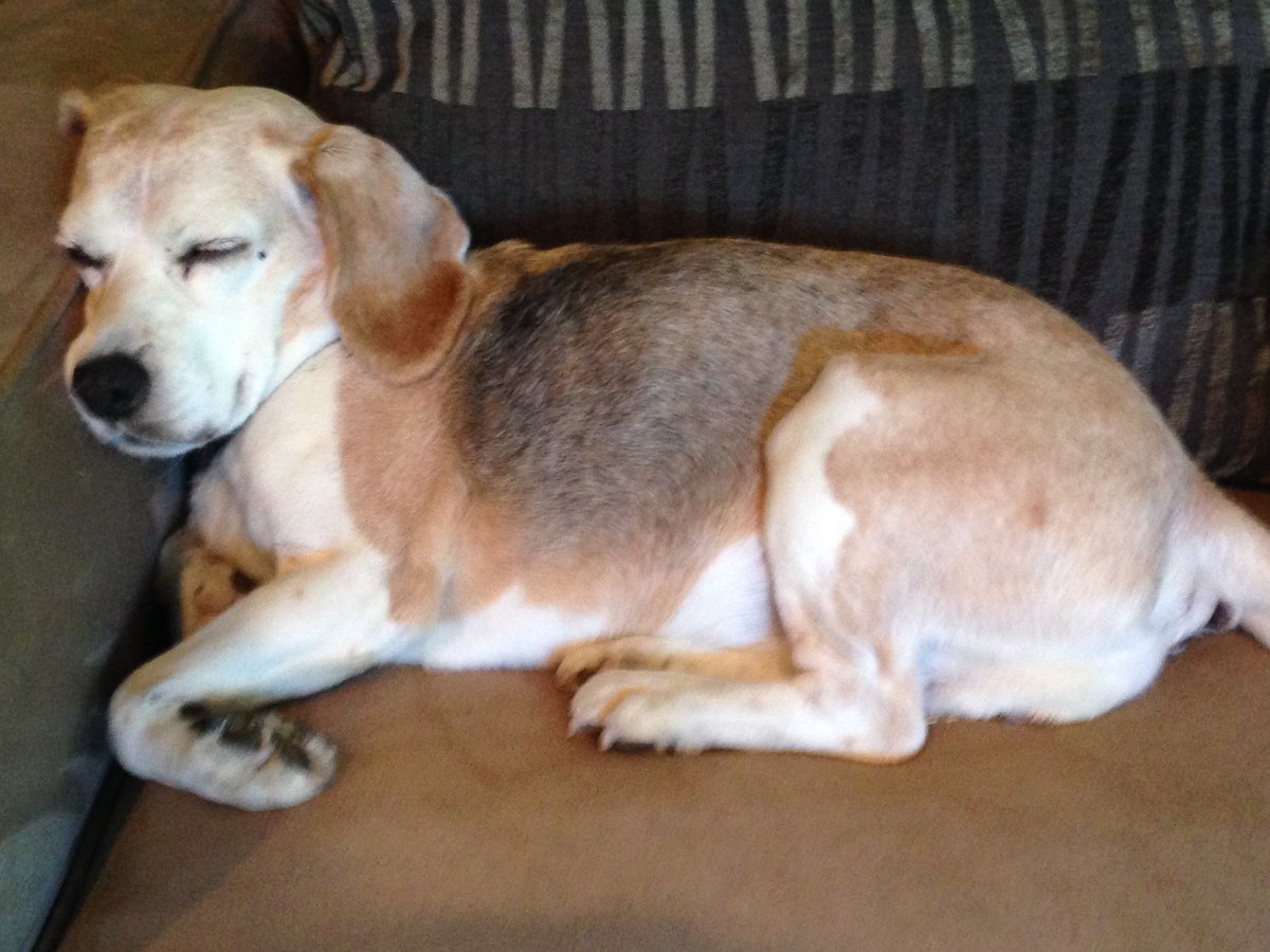 BONESbeagles's tweet photo. Thinking of our beloved companions who've crossed the Rainbow Bridge this #WorldPetMemorialDay ๐. On June 10th, we honor their memories and the joy they brought into our lives. Share a photo or a special memory of your pet. โค๏ธ #PetLoss #RememberingPets #BeagleLove #dogsofx https://t.co/aii0rVoHsg
