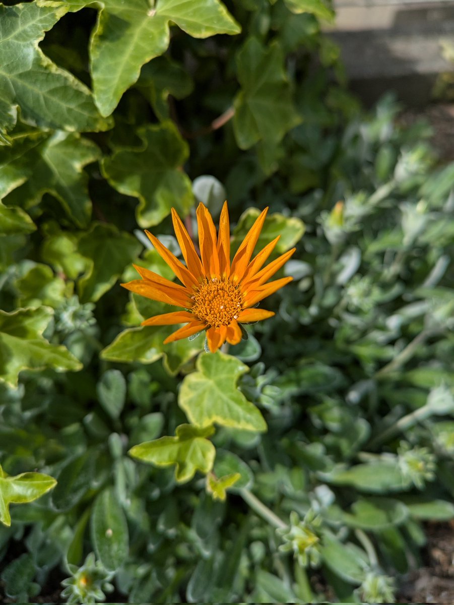 一昨年に買った見切り苗のガザニア？だったはずです😅
去年は全然花を付けませんでしたが、ようやく希望の1つめの花が咲きました。
もう一つ買った色違いはモリモリ咲いているのに不思議です🤔