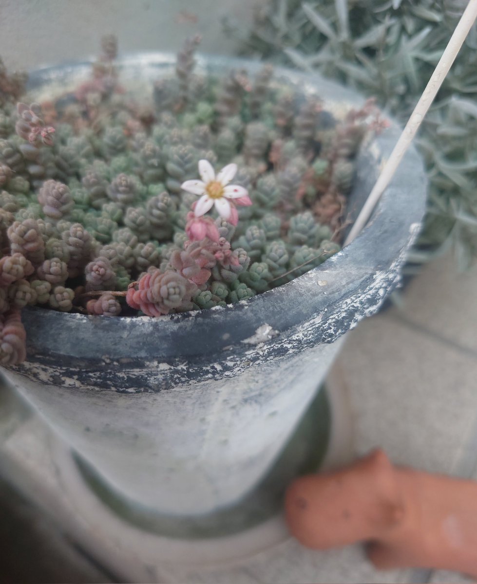 ちさと(快便ちゃん) tweet media