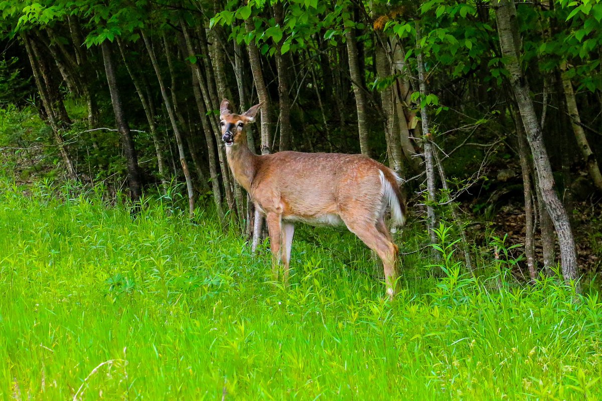 FKarpala's tweet photo. Near Glebe Park in Haliburton Ontario. https://t.co/kwmMVaXxvx