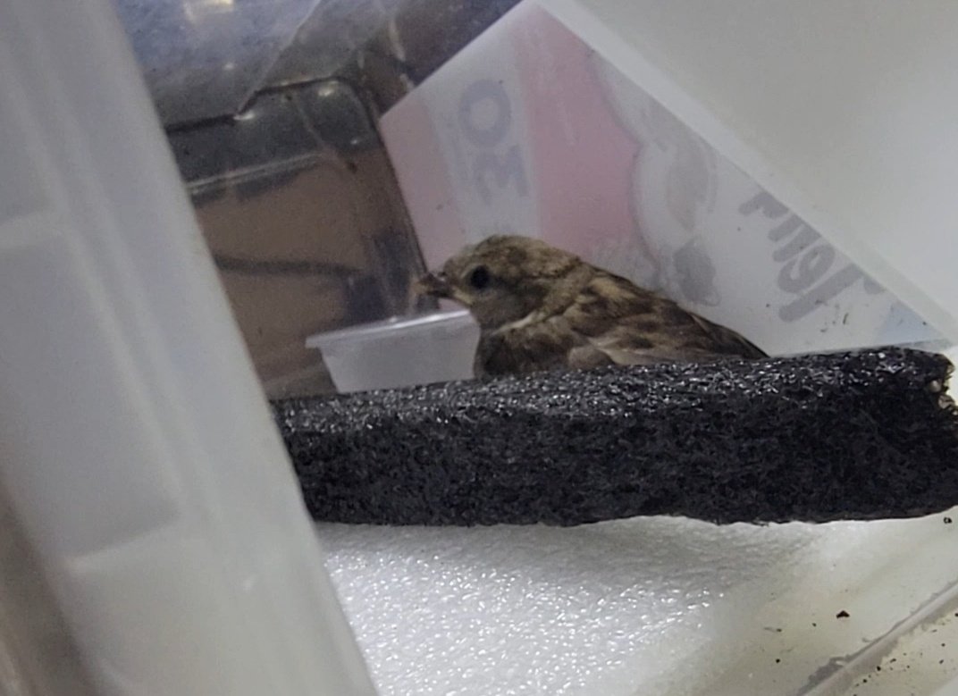 KyAngel72's tweet image. I found a bird that was shaking at the bottom of my fence.  Probably couldn't fly because of the wind.  We have 5 cats, so it was just a matter of time till it turned into a play thing for one of them. . So I brought it in and spent a few hours making a bird house.  Now, mind…