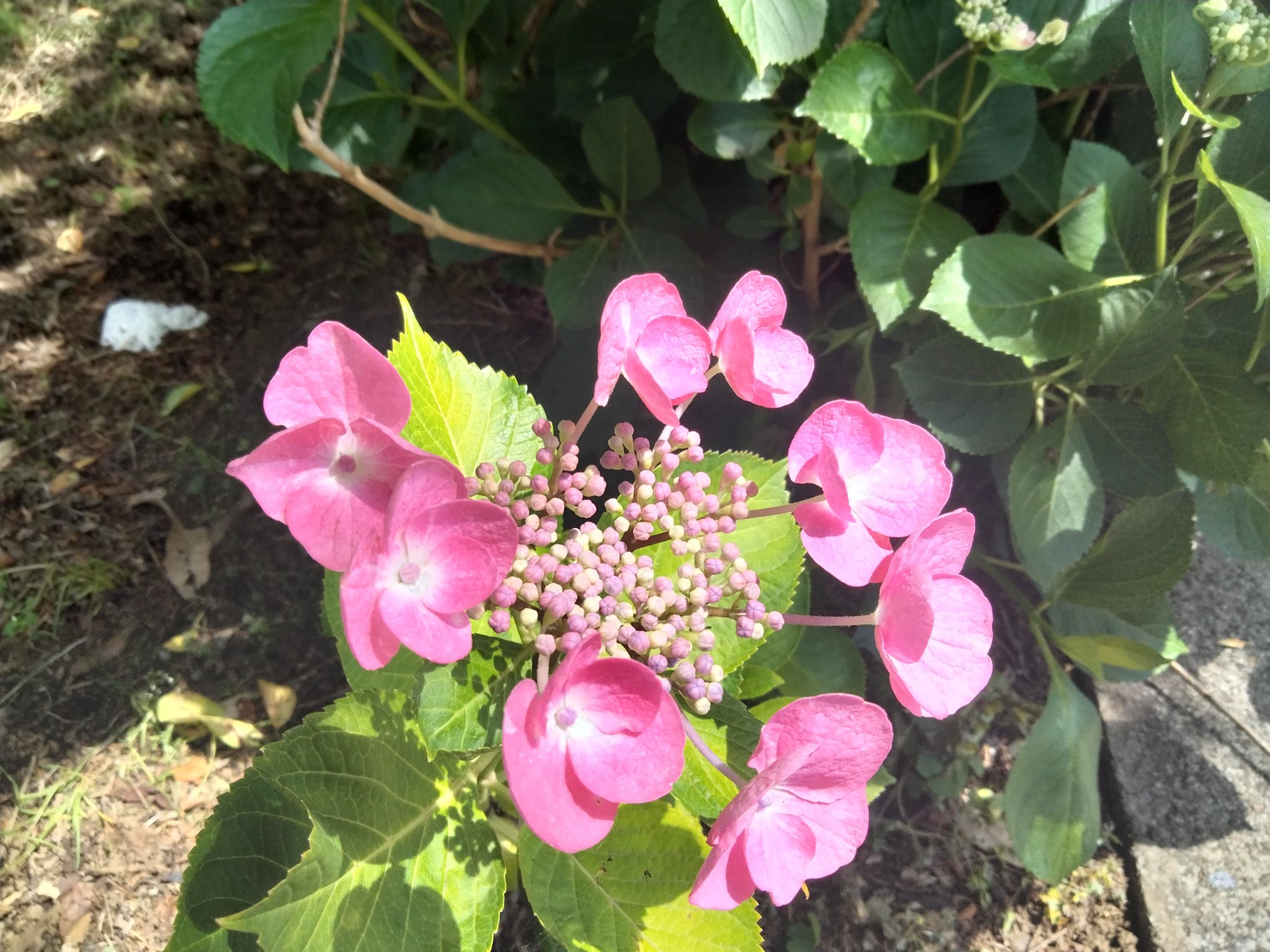 紫陽花 アジサイ：ハイムーン（赤覆輪）5号鉢植え（咲き進み～開花終了