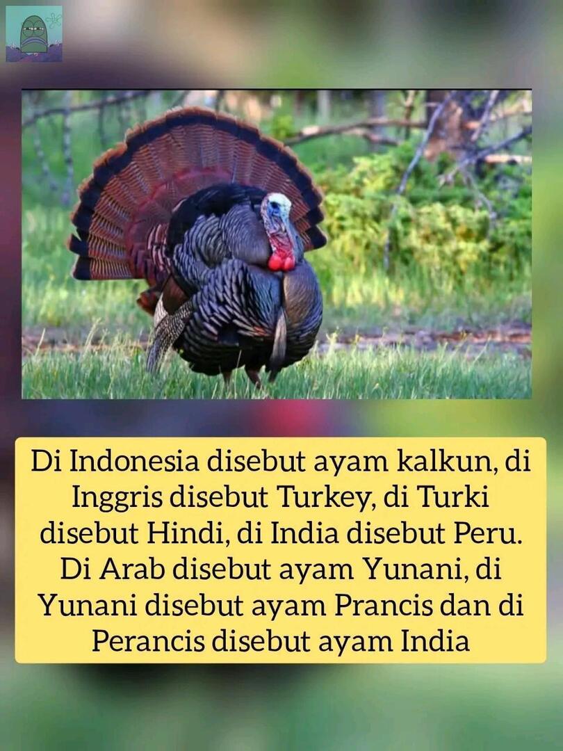 💚 kasian banget berasa gak ada h4rg4 dirinya banget ini hewan, sampe dilempar sana sini buat nama doang pada gak mau akuin 😭