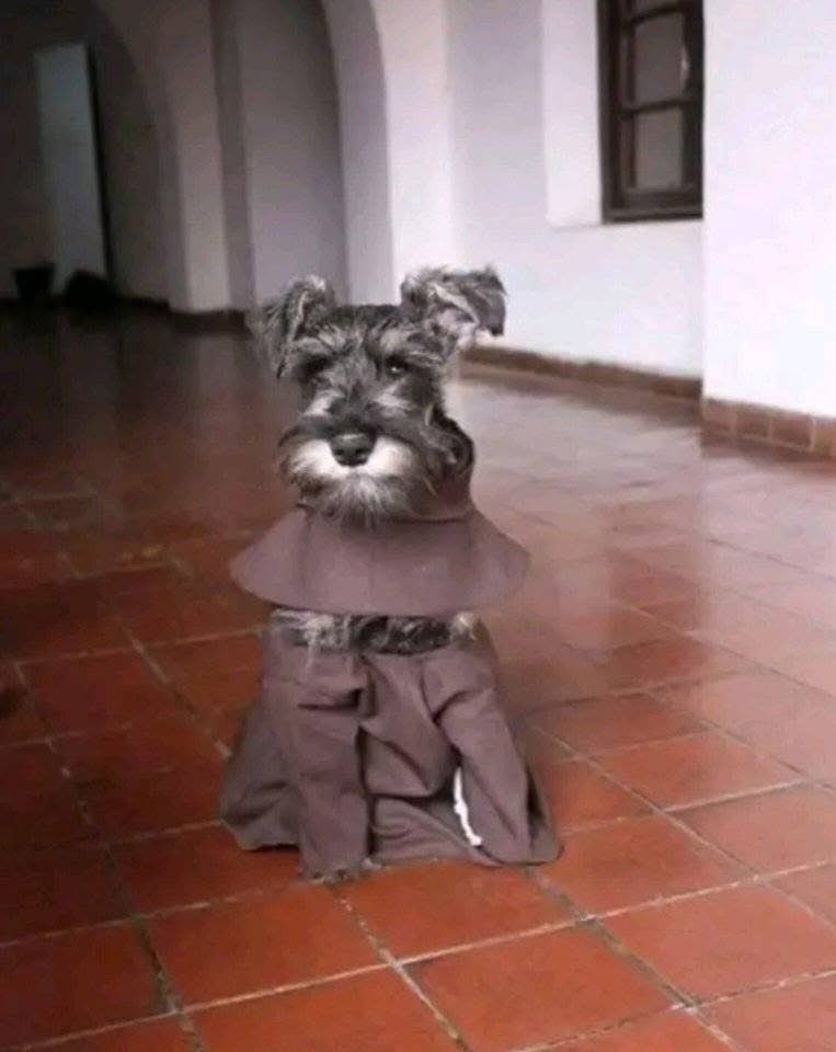 Dilo con perritos tweet media