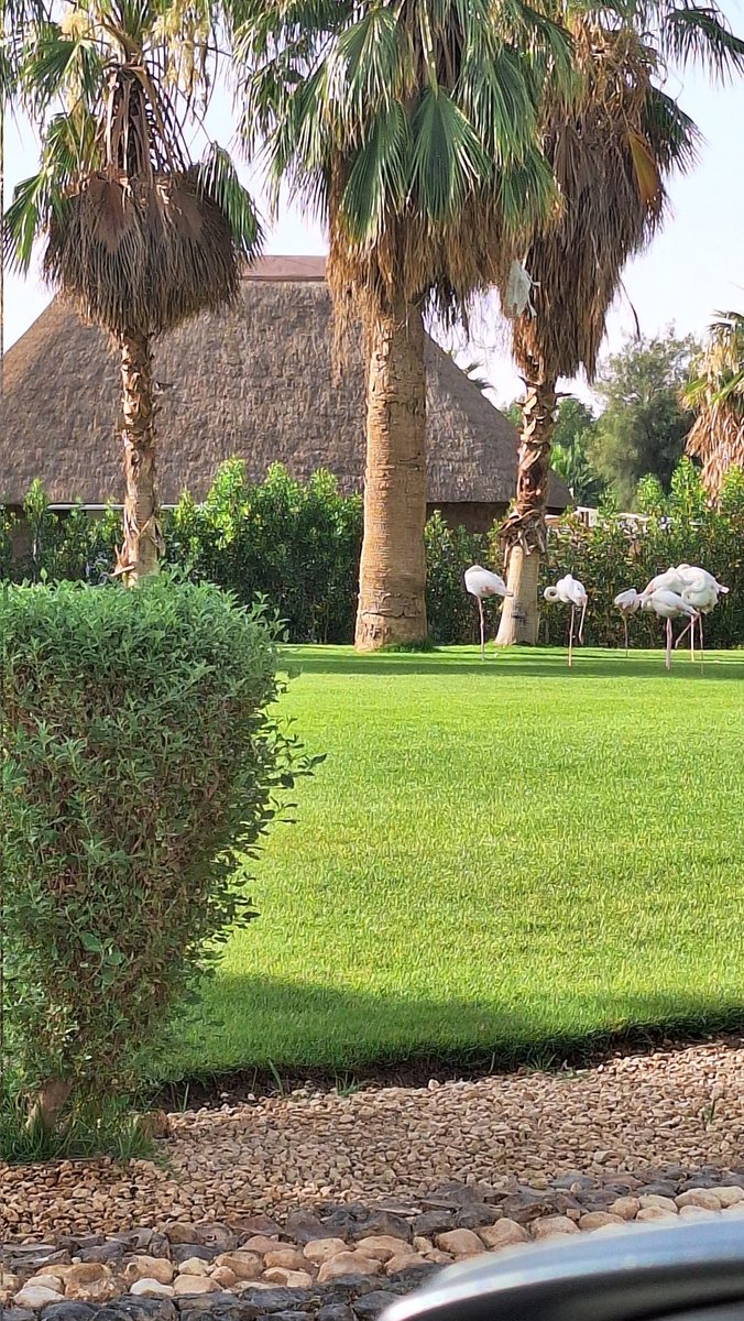 سعود tweet media