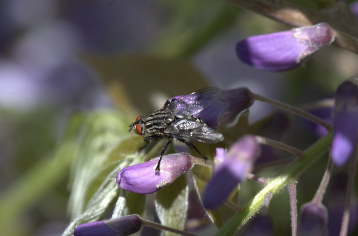 Guten Morgen ihr Lieben 🫶 
Habt eine schöne Wochenmitte 👋☕️☕️🌸🌺🤗
