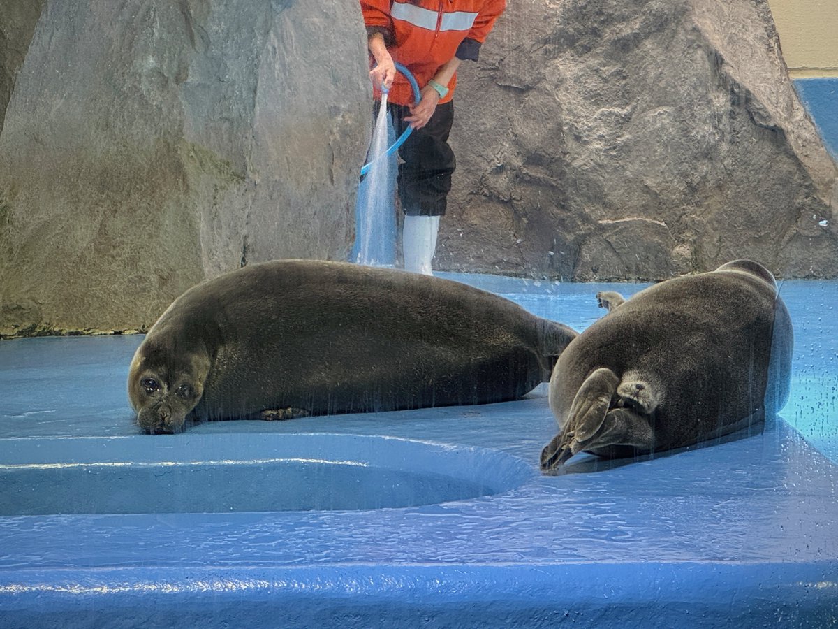 ピスタチオ村田 tweet media