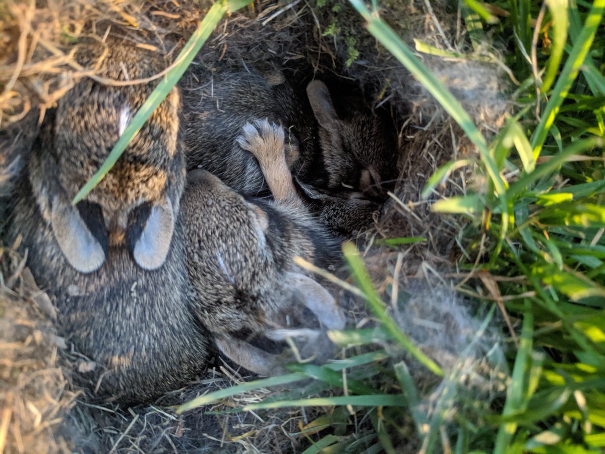 IronManRust's tweet image. This spring we've had a fair number of #rabbits frequent our back yard for meals and general frolicking. I was doing some yard work tonight after dinner, and stumbled across why at least one of them is calling our yard home ...