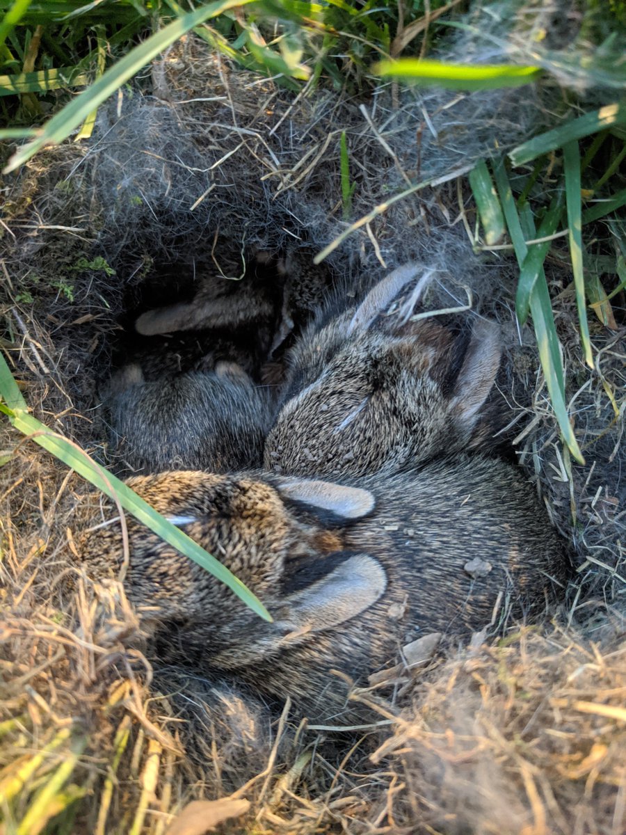 IronManRust's tweet image. This spring we've had a fair number of #rabbits frequent our back yard for meals and general frolicking. I was doing some yard work tonight after dinner, and stumbled across why at least one of them is calling our yard home ...