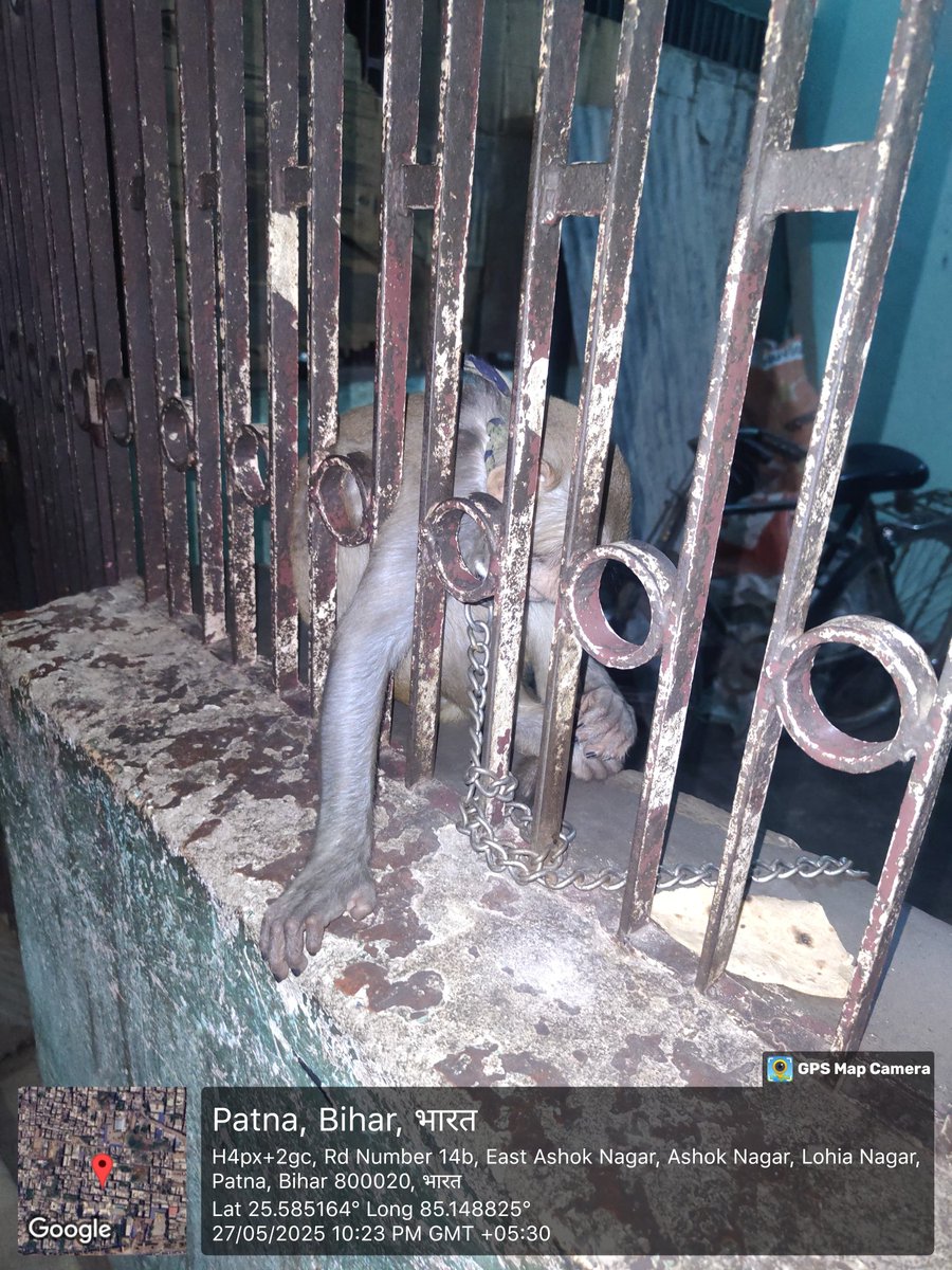 thebiharivegans's tweet photo. Clear violence of the wildlife protection act. This is in the Ashok Nagar area of Patna.

Help this poor monkey.
@DEFCCOfficial
@officecmbihar
@PatnaPolice24x7 
@patna_press
@joedelhi 
@sharmaleena 
@PunitaS44575106 
@animallawcell https://t.co/RIOe1PEf2J