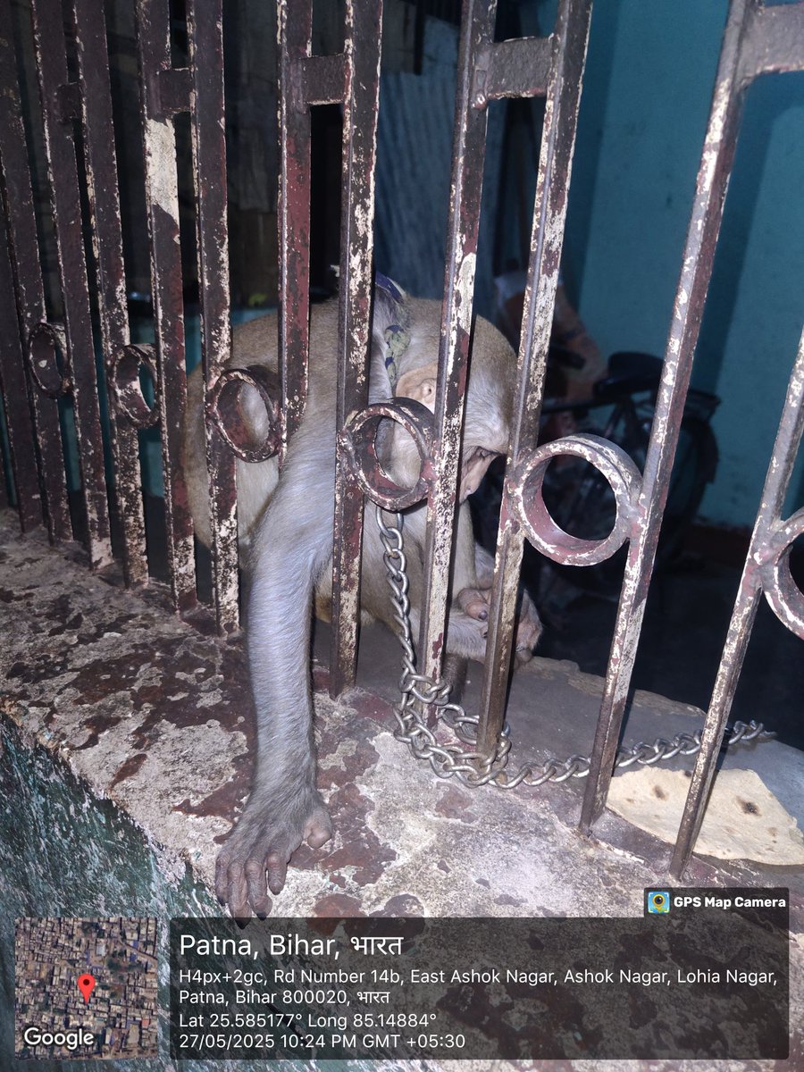 thebiharivegans's tweet photo. Clear violence of the wildlife protection act. This is in the Ashok Nagar area of Patna.

Help this poor monkey.
@DEFCCOfficial
@officecmbihar
@PatnaPolice24x7 
@patna_press
@joedelhi 
@sharmaleena 
@PunitaS44575106 
@animallawcell https://t.co/RIOe1PEf2J