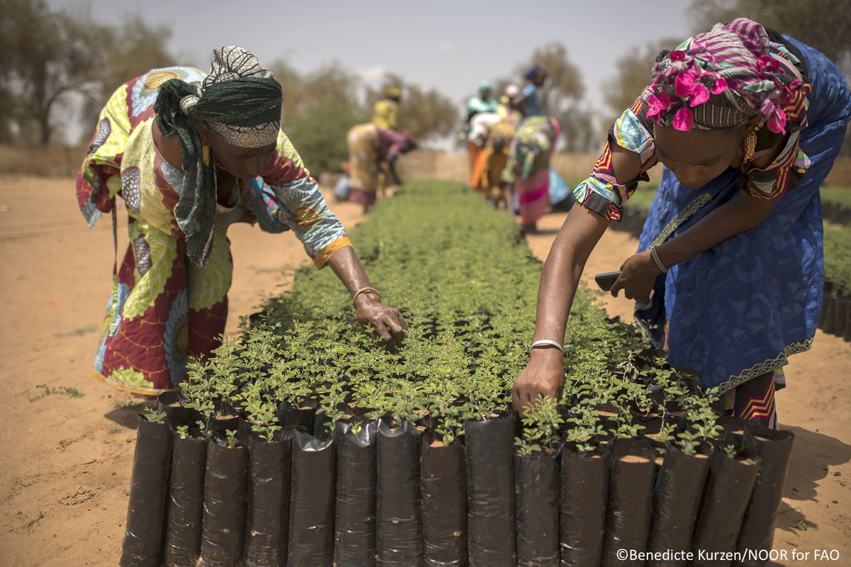 FAO Forestry (@faoforestry) on Twitter photo Read a new <a href="/CFAforestry/">Commonwealth Forestry Association</a> paper:
A win-win for restoration and forest-based value chains: evidence from initiatives in dryland African and Mesoamerican countries and Small Island Developing States
ow.ly/2WHh50VZKbl
#GenerationRestoration Read a new <a href="/CFAforestry/">Commonwealth Forestry Association</a> paper:
A win-win for restoration and forest-based value chains: evidence from initiatives in dryland African and Mesoamerican countries and Small Island Developing States
ow.ly/2WHh50VZKbl
#GenerationRestoration