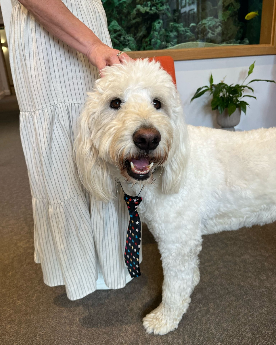 Meet Danny – our new pet therapy dog! 🐶🐾
We are so excited for him to join Chai team and get to know our clients! 

#PetTherapy #MeetDanny #ChaiCancerCare #TherapyDogLove