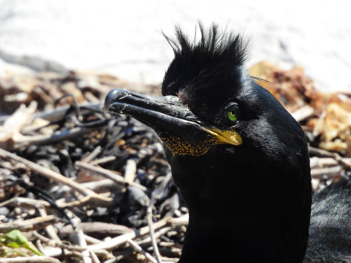 alan revel (@alanrevel) on Twitter photo Shag on it's nest on the Farne Islands.
#nature #wildlife #shag #farneislands #northumberland #birdphotography <a href="/Natures_Voice/">RSPB</a> <a href="/NorthWildlife/">Northumberland Wildlife Trust</a> <a href="/NTBirdClub/">Northumberland & Tyneside Bird Club</a> Shag on it's nest on the Farne Islands.
#nature #wildlife #shag #farneislands #northumberland #birdphotography <a href="/Natures_Voice/">RSPB</a> <a href="/NorthWildlife/">Northumberland Wildlife Trust</a> <a href="/NTBirdClub/">Northumberland & Tyneside Bird Club</a>
