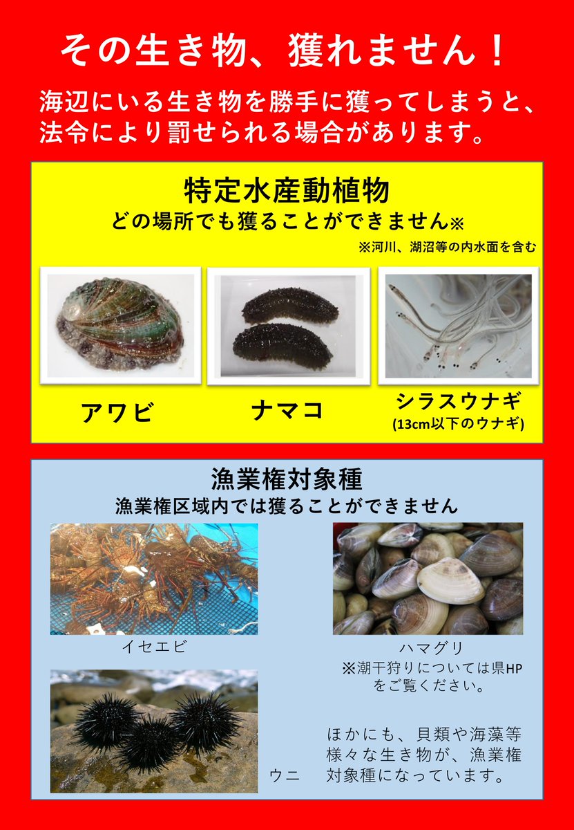 専用 茨招募36点 茨城県の海にはルールがあります／ 遊漁者が特定水産動植物である