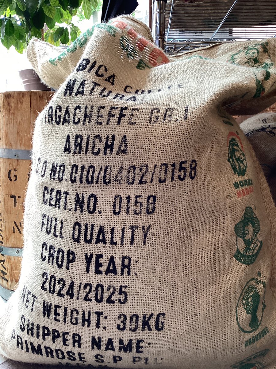 CoffeeShangs's tweet photo. エチオピアイルガチェフNaturalのニュークロップが届きました！
生豆の時点でフレッシュな桃にも思える甘い香りがするのです☺️
早速焼きます！🔥 https://t.co/4nGrPiiWc8