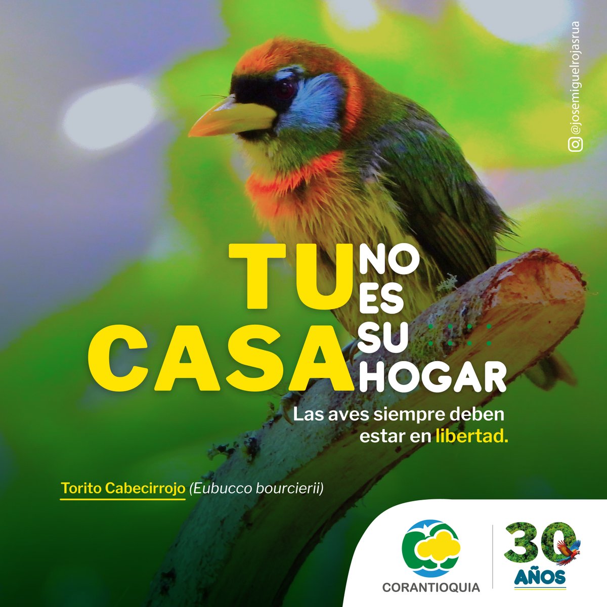 Corantioquia's tweet image. Tu casa 🏡 también es una jaula, en ella las aves  pierden sus habilidades y se enferman hasta morir 😑. Su canto solo será pasajero ¡Déjalas en libertad! #TuCasaNoEsSuHogar 

📸: José Miguel Rojas.