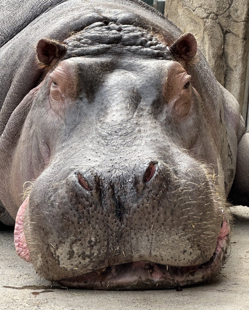 acaravami's tweet photo. 百吉🍀

14歳お誕生日おめでとう🎉

#旭山動物園　#カバ　#かば
#百吉 https://t.co/LsdwzskA7O