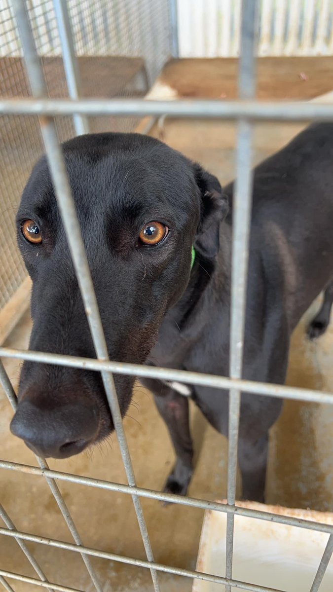 MickDehlsen05's tweet photo. 🌸 Race Day 🌸

The Boss is off to his home track today with three runners!!🐶🚗 

Race 3 Box 7 #TikkiToes 🐾

Race 5 Box 5 #SammyTheBull 🐂 

Race 11 Box 2 #ContikiTime 🍹

Good luck to connections!!🙏
@Thedogs_com_au @Temoragreys @GlendaleKennels 🐾 @ADehlsen3DF 
#Temora https://t.co/n2svshs4Cb