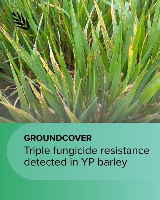 GRDC South tweet media