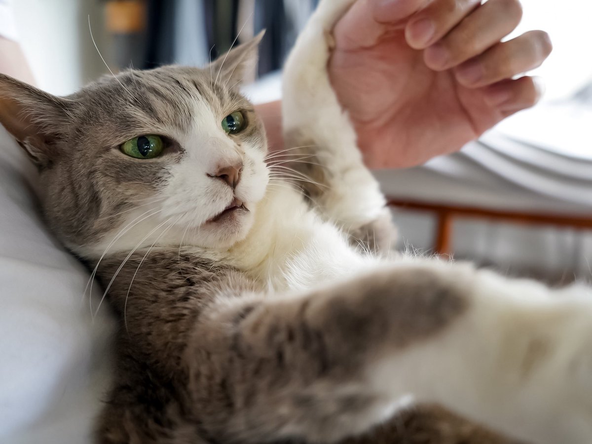 モアクリ tweet media