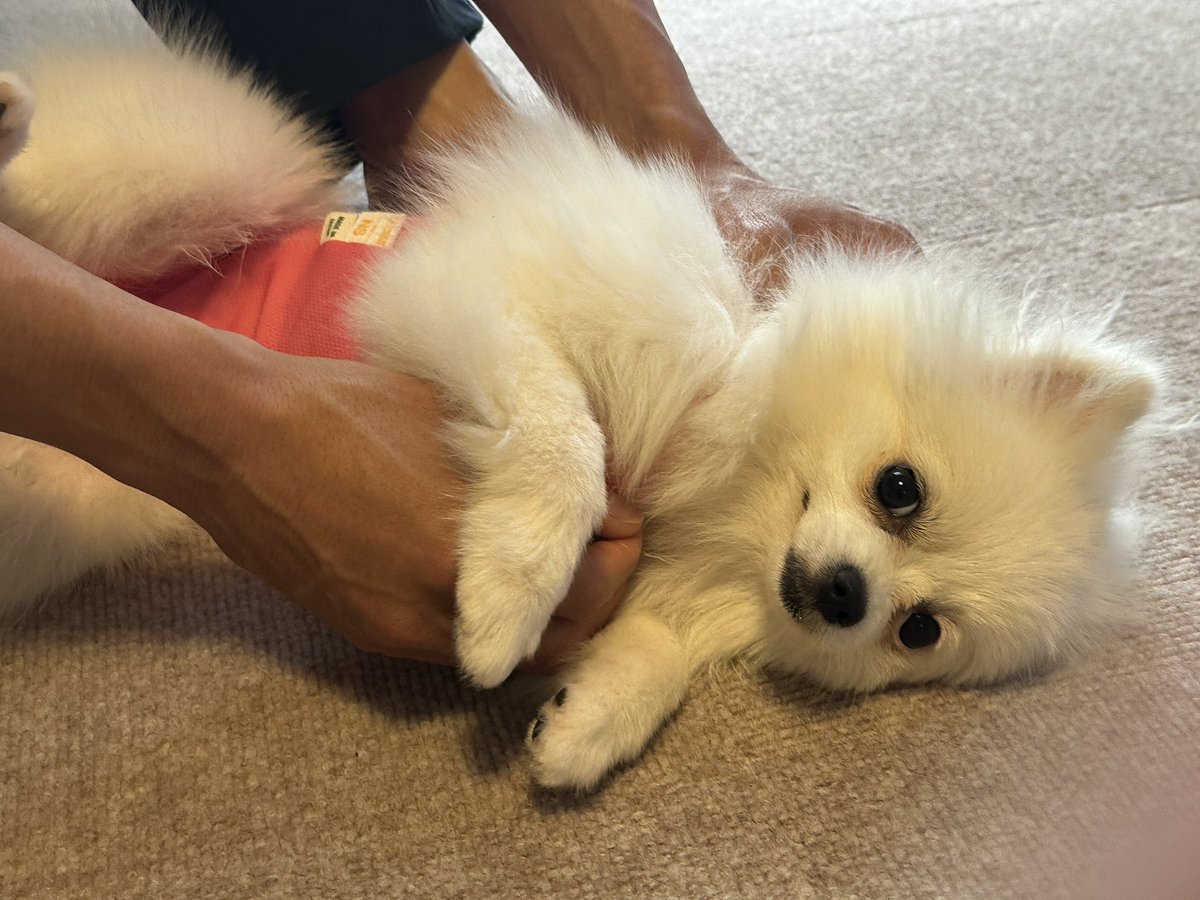 ころりんしてくれるまで回復❤️‍🩹
(無理にこの態勢にさせてません)
#ポメラニアン #犬のいる暮らし #子犬