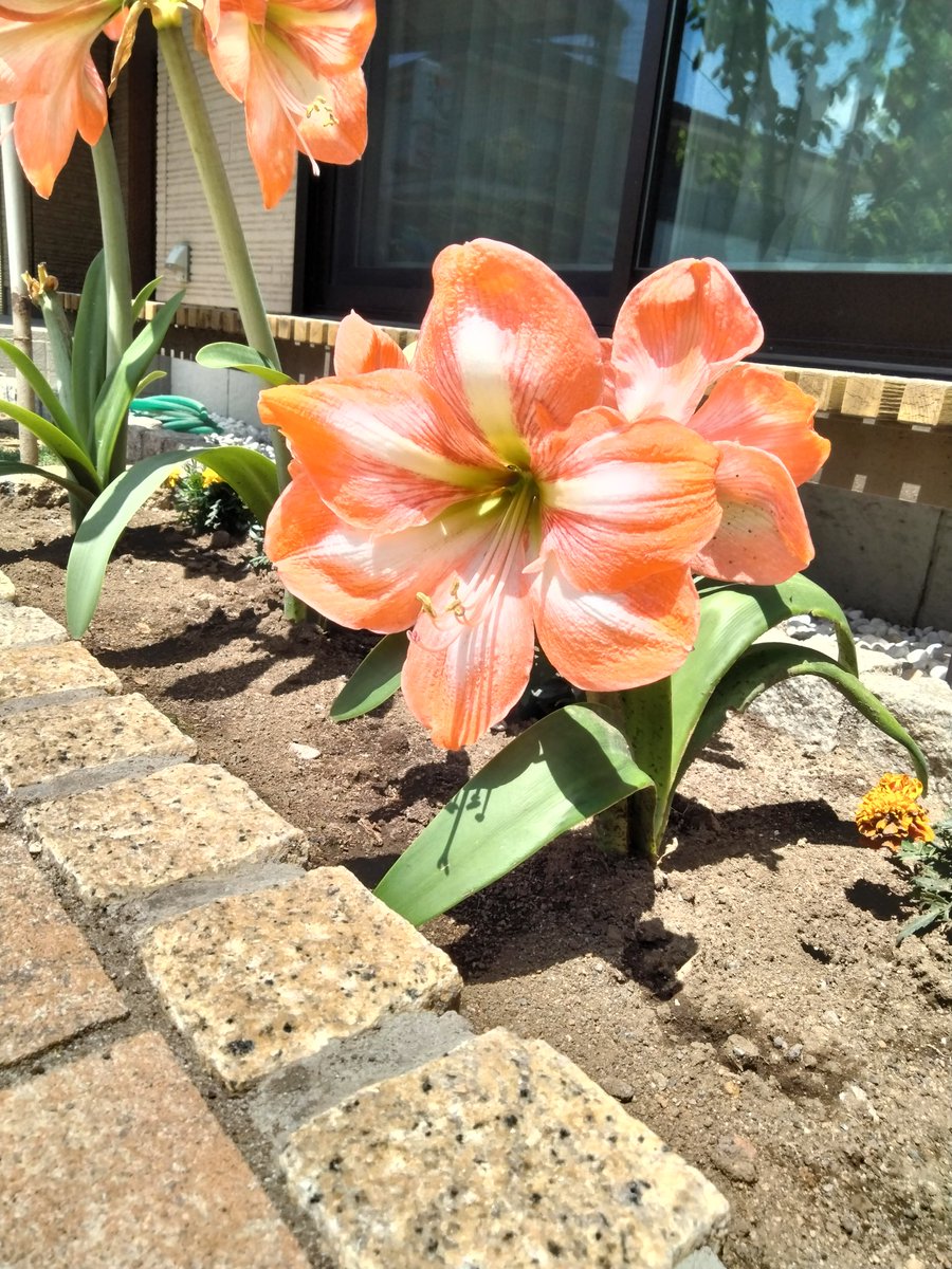 M29205905's tweet photo. アマリリスが、たくさん花を咲かせてくれました。 https://t.co/Mfz5T8GD7m