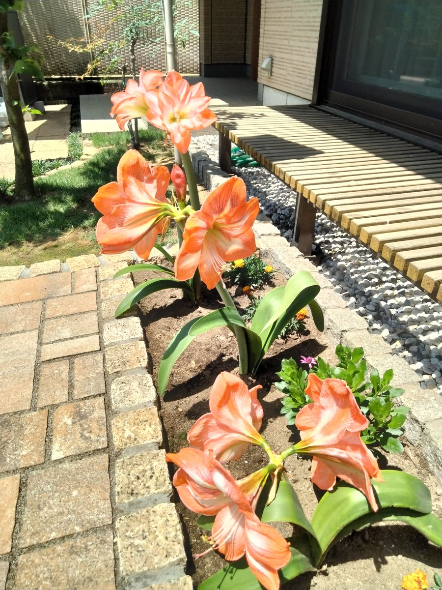 M29205905's tweet photo. アマリリスが、たくさん花を咲かせてくれました。 https://t.co/Mfz5T8GD7m
