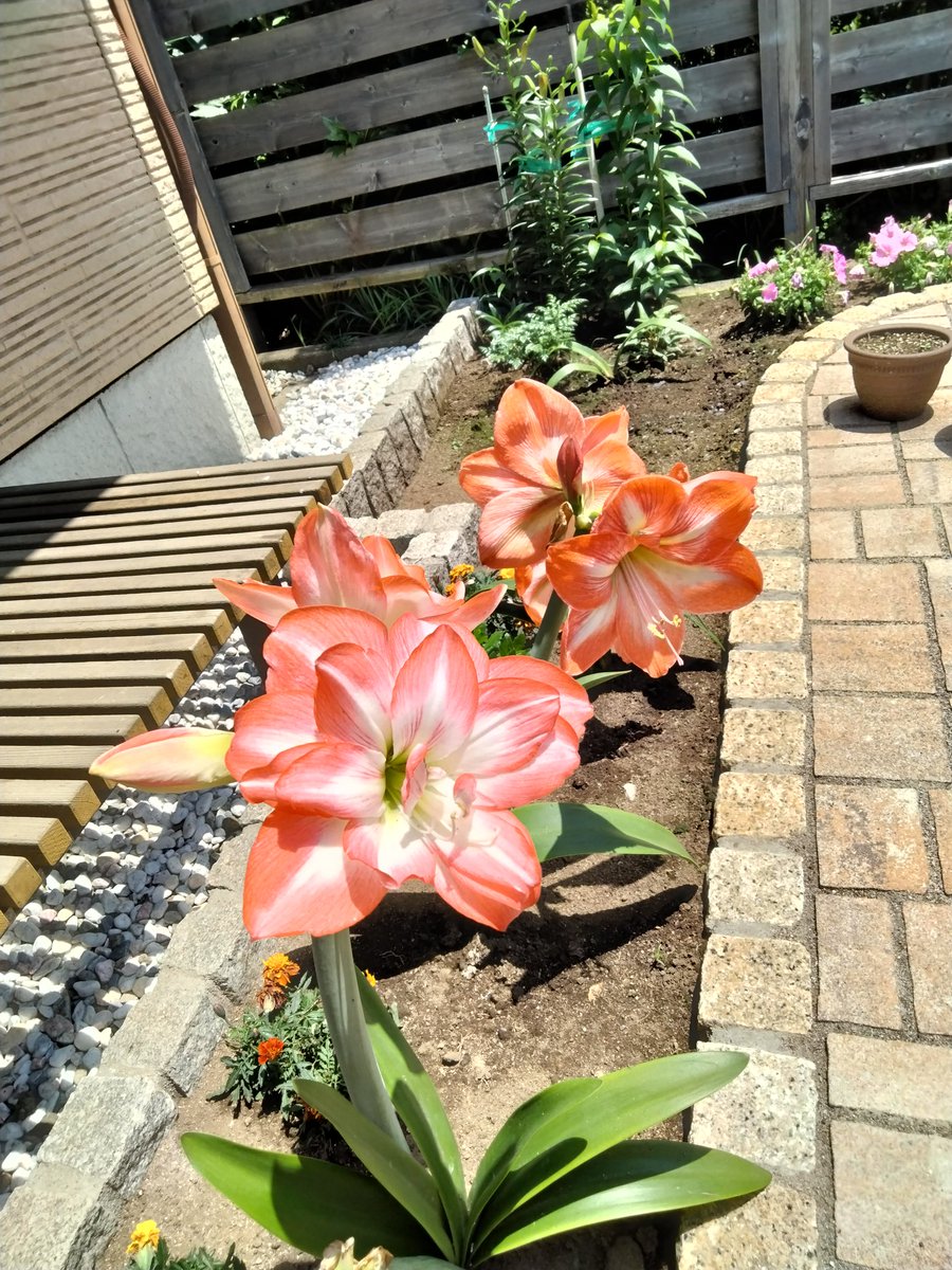 M29205905's tweet photo. アマリリスが、たくさん花を咲かせてくれました。 https://t.co/Mfz5T8GD7m