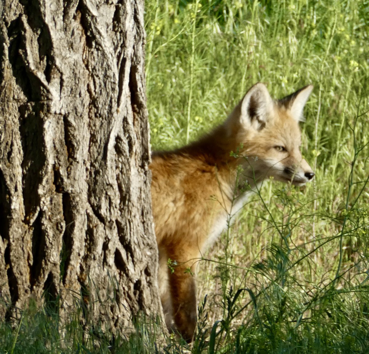 sallymauk's tweet image. The neighborhood fox kits are growing up fast.
#teenagers