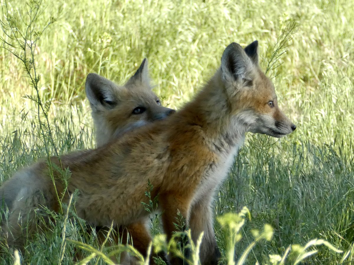 sallymauk's tweet image. The neighborhood fox kits are growing up fast.
#teenagers