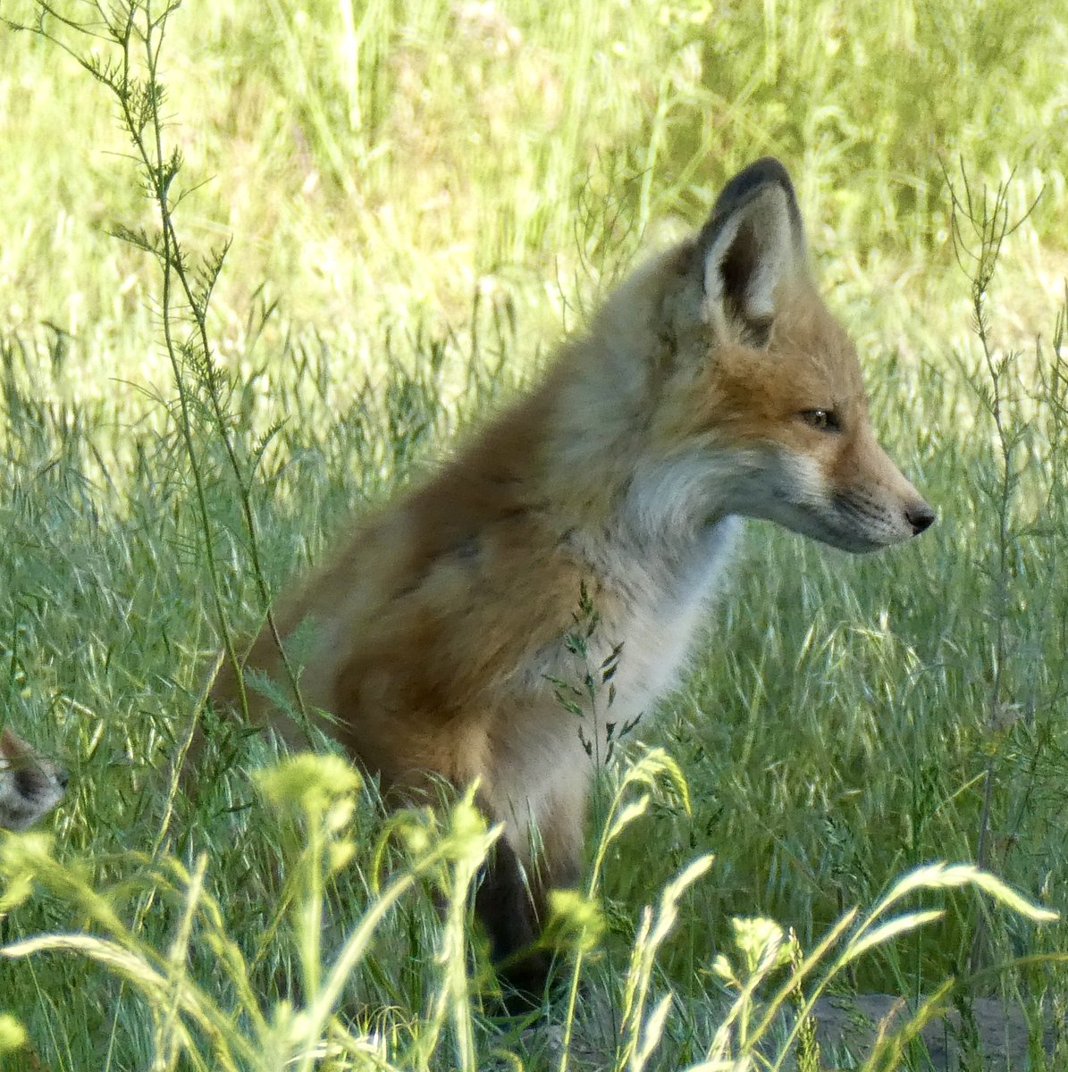 sallymauk's tweet image. The neighborhood fox kits are growing up fast.
#teenagers