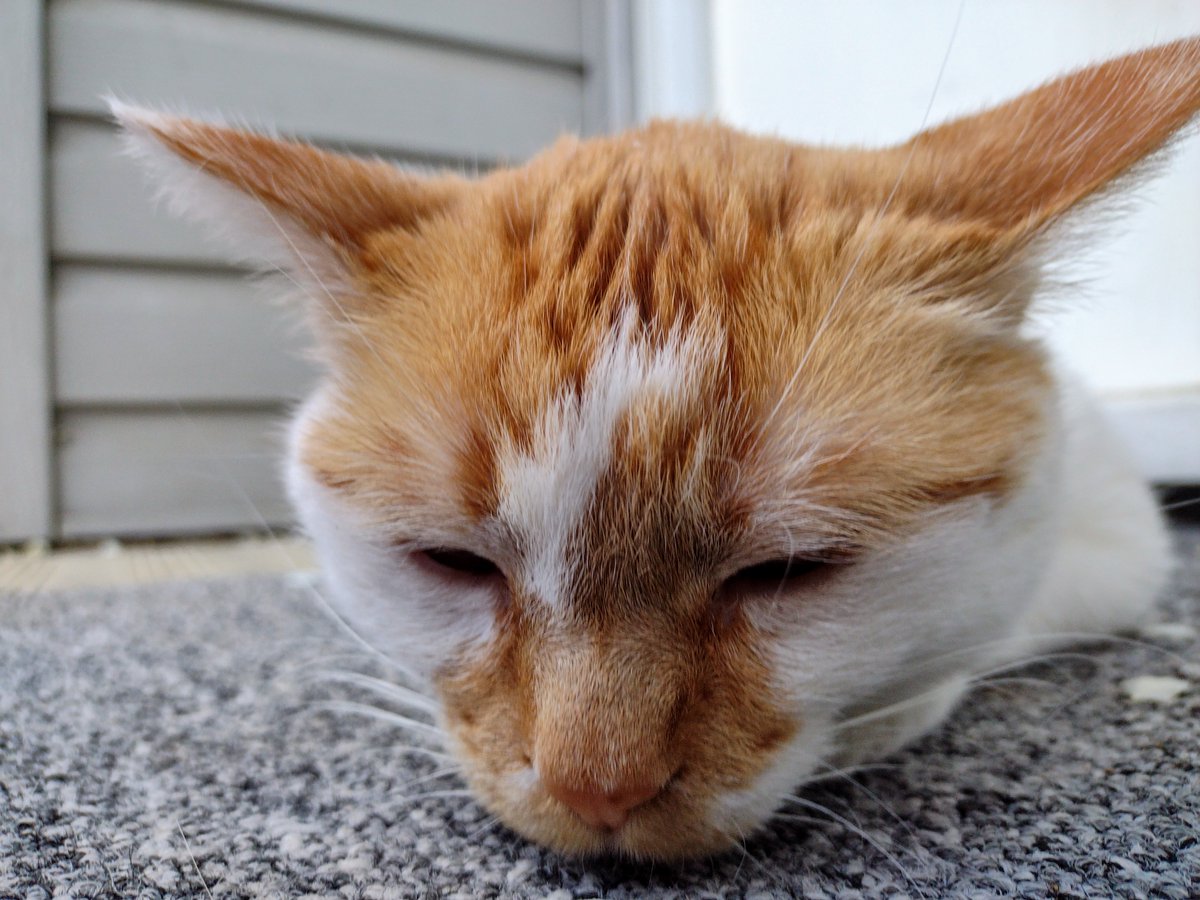It be so hot
I likes it not
I feels like melty cheez

Puddil me
Is wat I be
I wants it gone now, pweez

#CheddarPoetry #TooHot #IFeelsMelty #INotWannaBePuddil #NoEatsMe