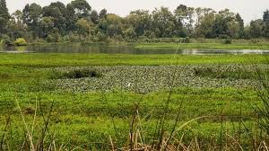 La Ley de Humedales fue aprobada en cuarto debate en Cámara. Un paso gigante para proteger uno de los ecosistemas más vitales e importantes de Colombia. 

Estos acuatorios amenazados por intereses humanos, son sistemas de vida alrededor del agua, del territorio y la cultura, en