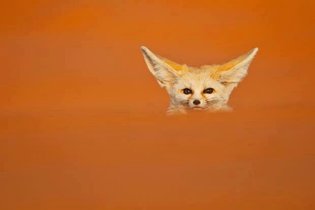 FennecEveryHr's tweet photo. https://t.co/BGZHY0opIJ