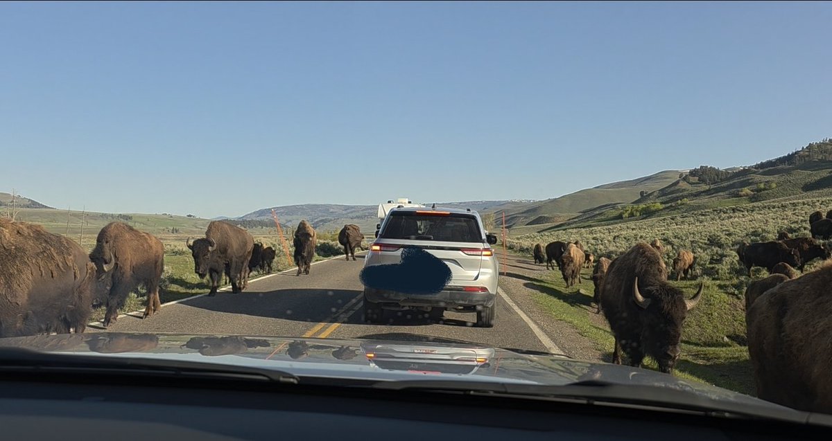 I also got stuck in a Bison Jam