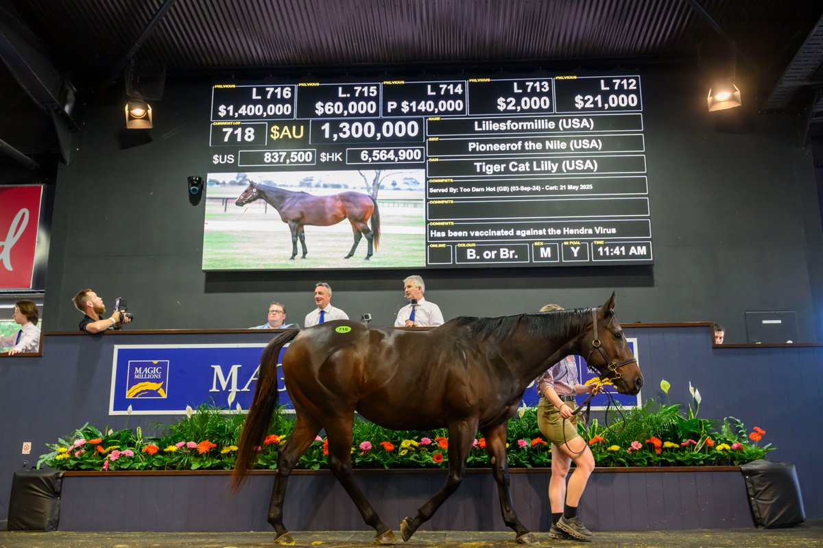 mmsnippets's tweet photo. .@AstuteBldstock &amp; @Cressfieldstud teamed up to purchase the beautiful imported Pioneerof the Nile mare Liliesformillie at the National Broodmare Sale for $1.3 million. A stakes winning juvenile from just four starts, Liliesformillie is in foal to Too Darn Hot! 
#MMNational2025 https://t.co/n8hSaZvzEC