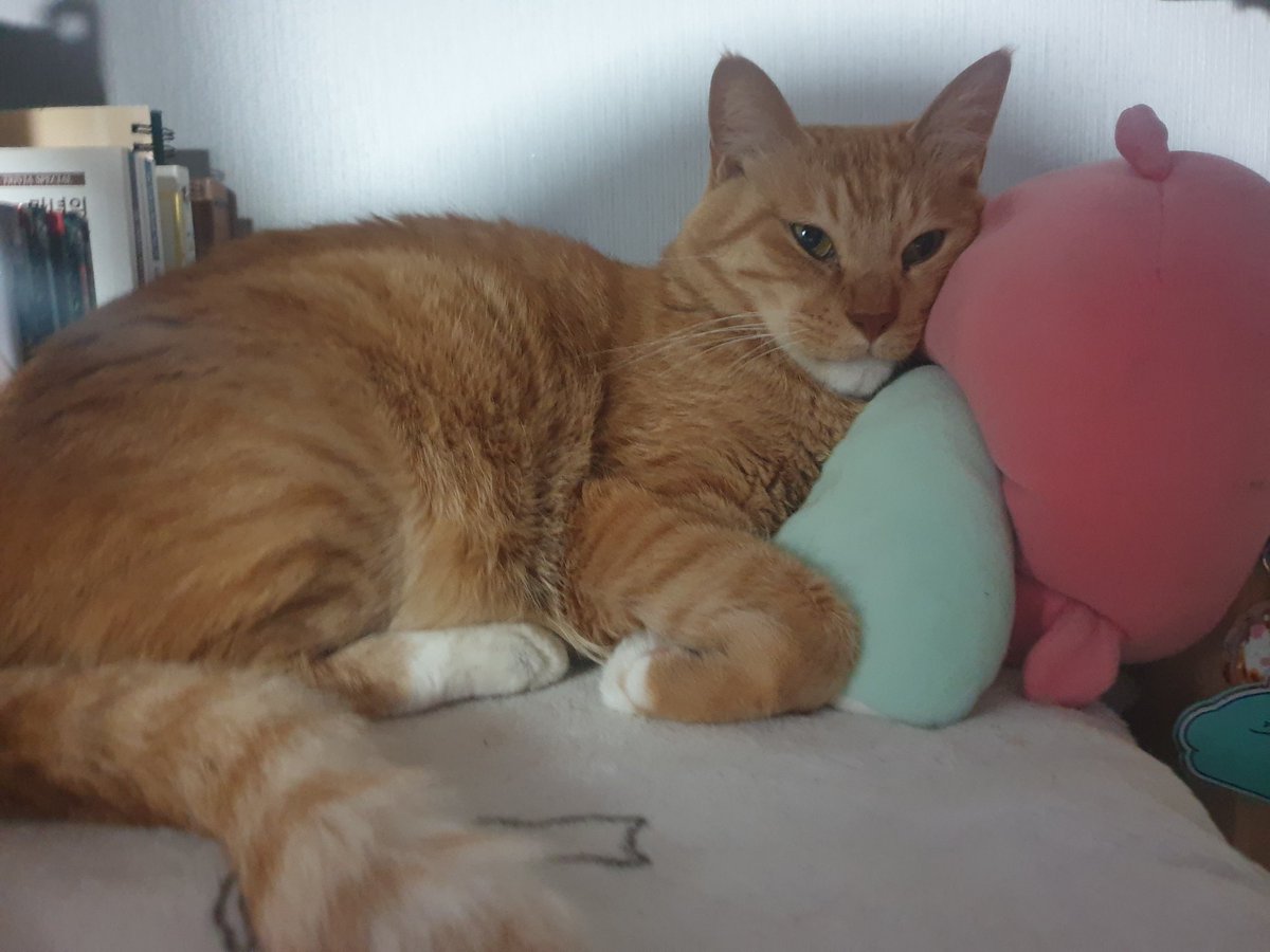 RT♡
안녕하세요, 집냥이의 새가족을 구하고 있어요.
키우던 고양이인데 집에 일이 좀 있어서 더는 못 키우게 될 것 같아서 입양을 보내고 싶습니다.
코숏 치즈, 10살 이상(추정), 남아, 중성화O
사람 좋아하고 낯 잘 안가림,
레이저 포인터 좋아하는 진짜 착하고 어리광많은 애기에요.